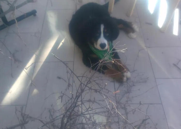 Отель Chalet-hotel Larix 3*